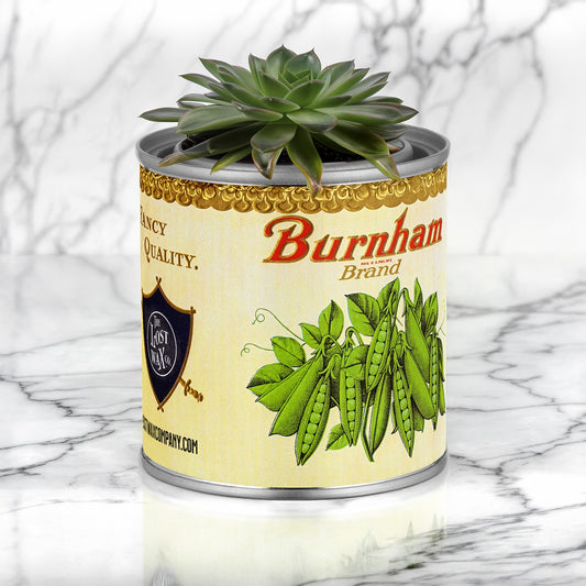 Canned plant with 'Burnham Brand' label on a marble surface