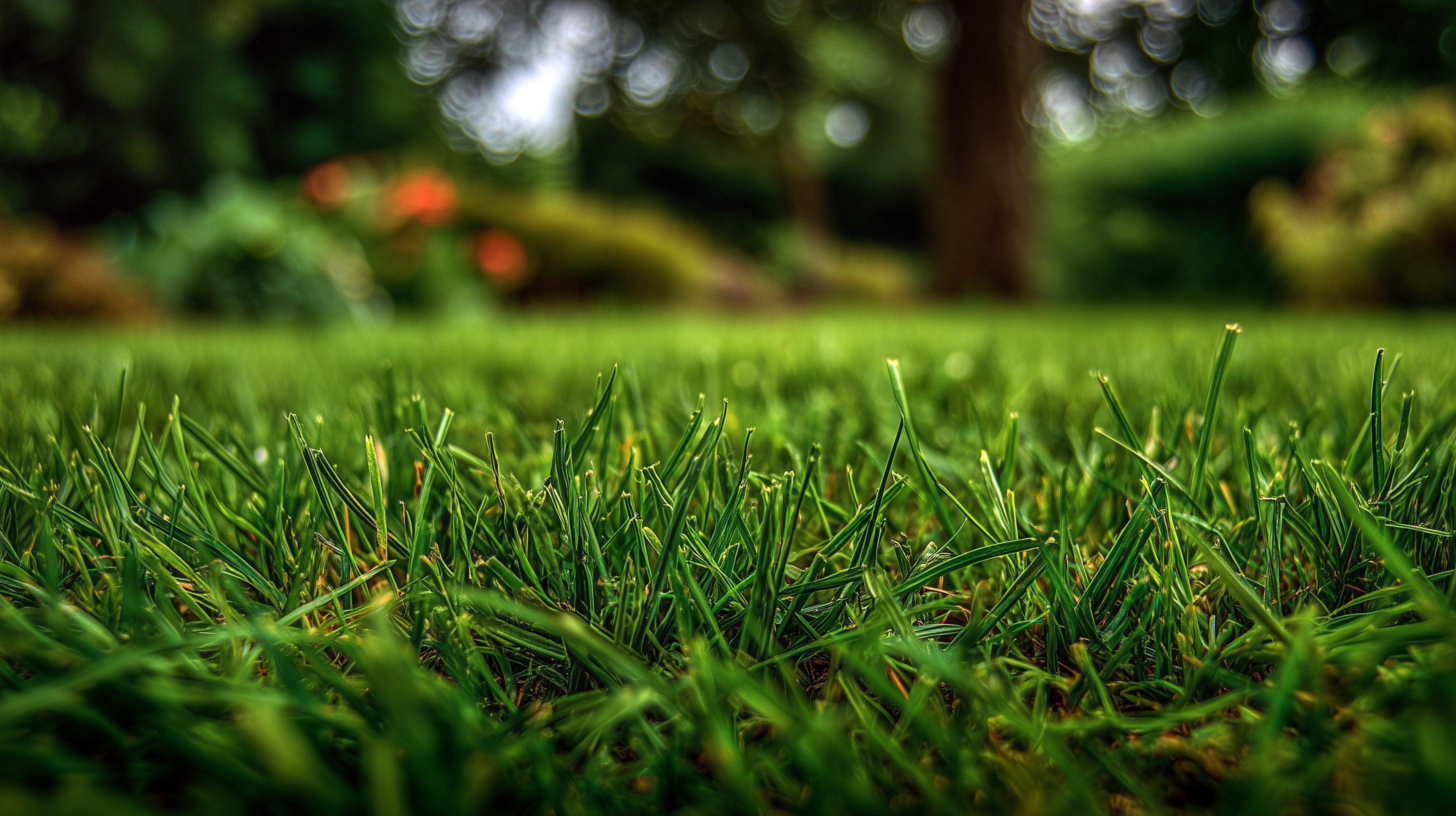 Close-up of green grass with a blurred natural background