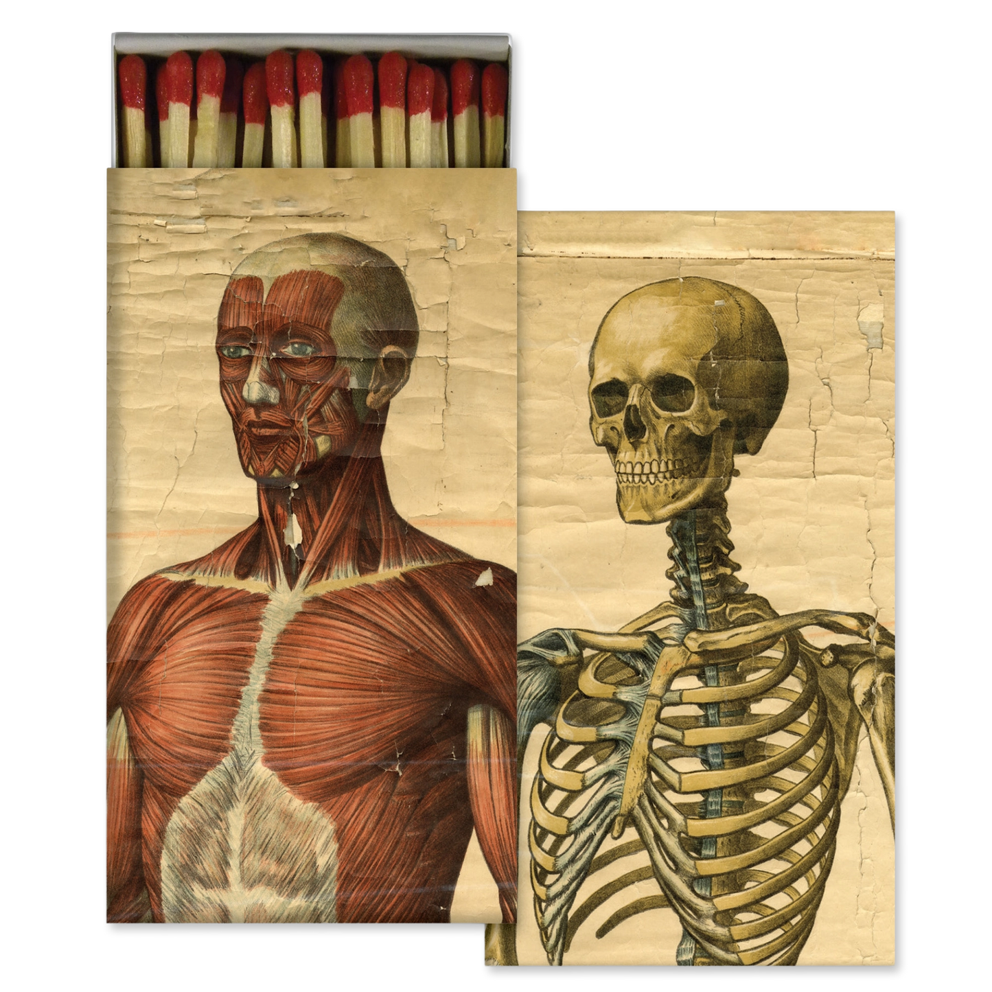 A matchbox-style product shown open, with red-tipped matches visible at the top and two illustrated panels below: one of a human muscular system and one of a human skeleton, printed on aged beige paper.